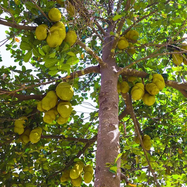 Jackfruit_Plant_For_Home_Garden
