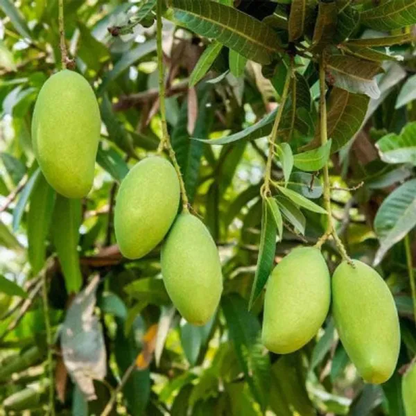 Kancha-Mitha_Grafted_Mango_Plant_For_Home_Garden