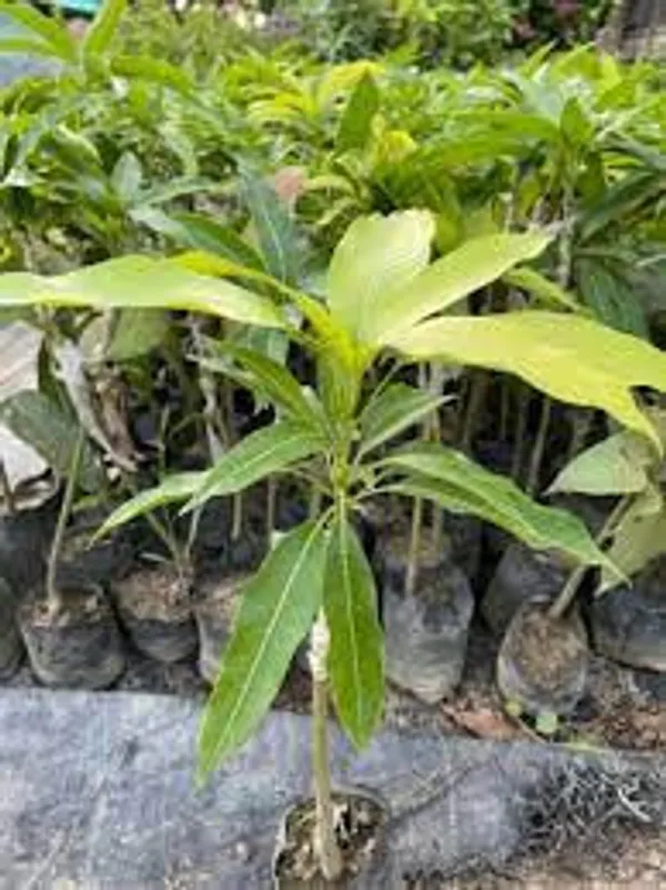 Kancha-Mitha_Grafted_Mango_Plant_For_Home_Garden