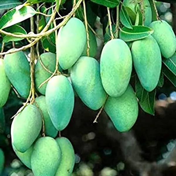 Kancha-Mitha_Grafted_Mango_Plant_For_Home_Garden