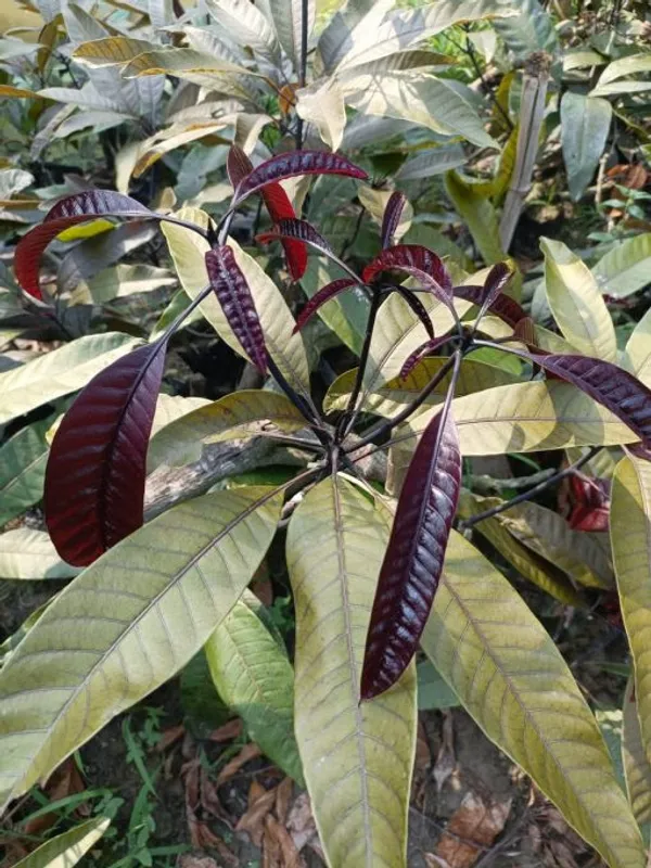 Kasturi_Grafted_Mango_Plant_Live_Plant_For_Home_Garden