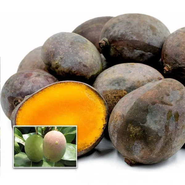 Kasturi_Grafted_Mango_Plant_Live_Plant_For_Home_Garden