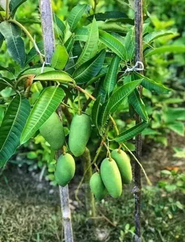 Katimohan_Grafted_Mango_Plant_For_Home_Garden