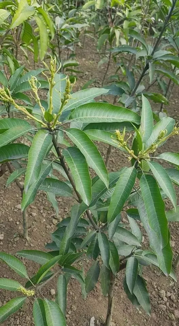 Katimohan_Grafted_Mango_Plant_For_Home_Garden