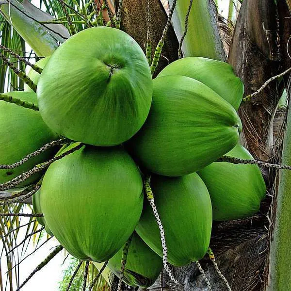 Kerala_Coconut_Plant_For_Home_Garden