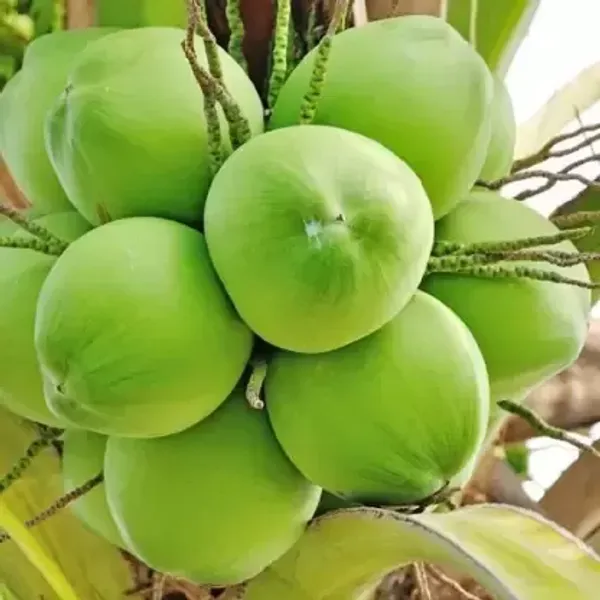 Kerala_Coconut_Plant_For_Home_Garden