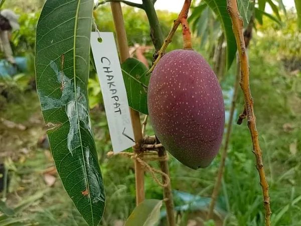 King_Of_Chakapat_Grafted_Mango_Plant_Live_Plant_For_Home_Garden
