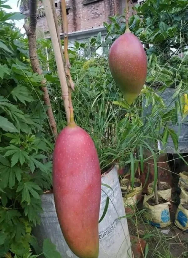 King_Of_Chakapat_Grafted_Mango_Plant_Live_Plant_For_Home_Garden