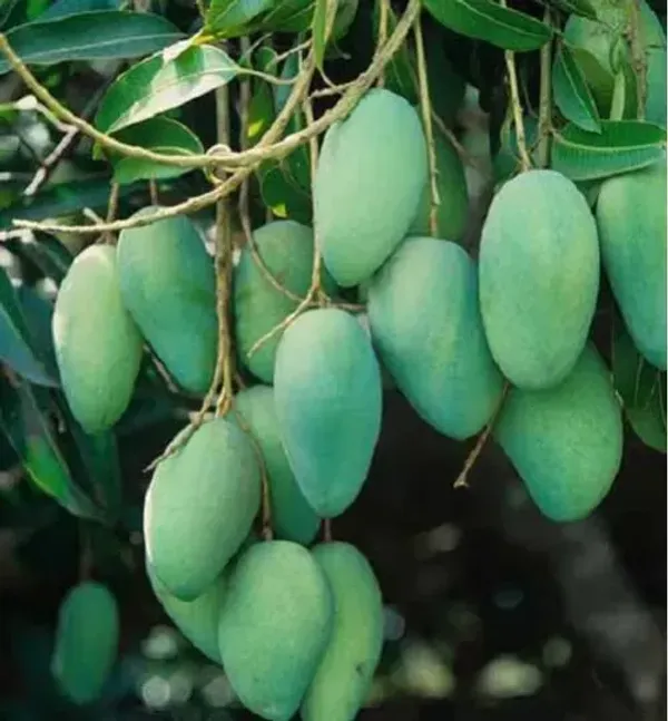 Kishanbhog_Grafted_Mango_Plant_Live_Plant_For_Home_Garden