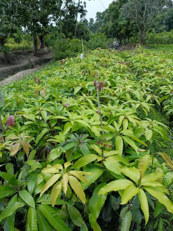 Kishanbhog_Grafted_Mango_Plant_Live_Plant_For_Home_Garden