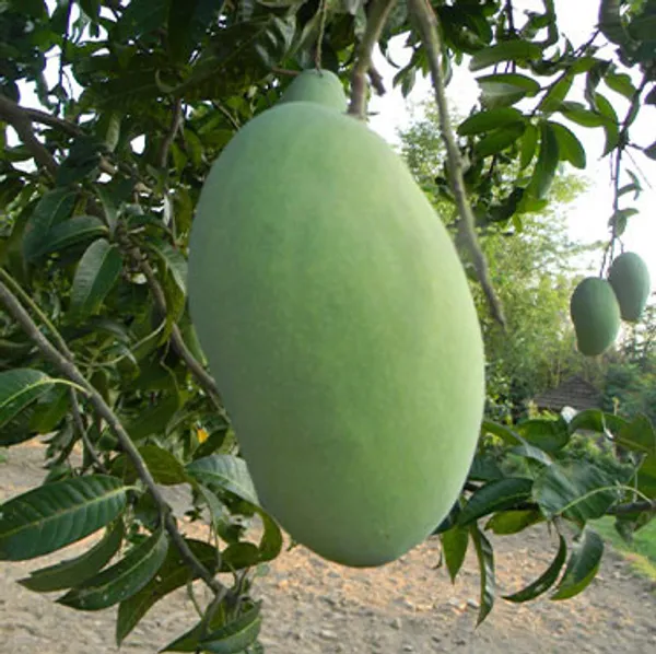 Kishanbhog_Grafted_Mango_Plant_Live_Plant_For_Home_Garden