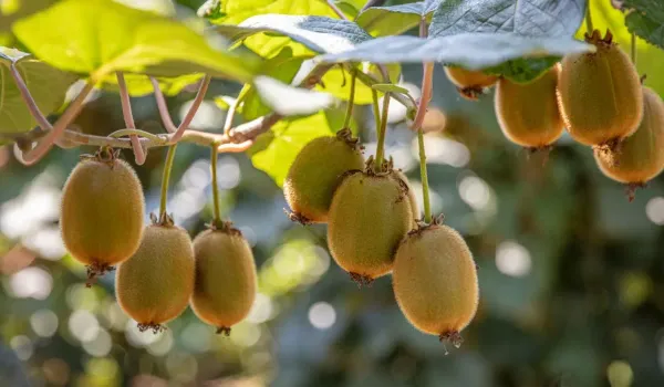 Kiwi_Grafted_Fruit_Plant_Live_Plant_For_Home_Garden