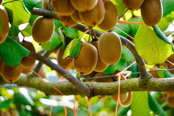 Kiwi_Grafted_Fruit_Plant_Live_Plant_For_Home_Garden