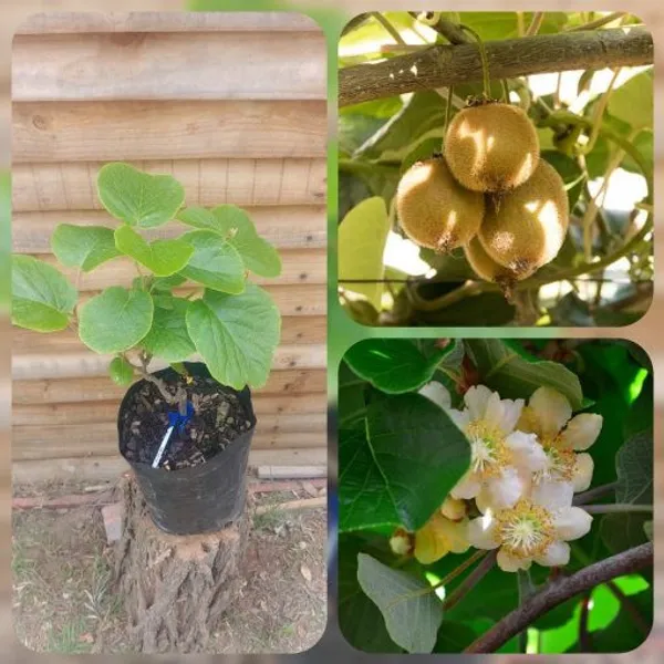 Kiwi_Grafted_Fruit_Plant_Live_Plant_For_Home_Garden