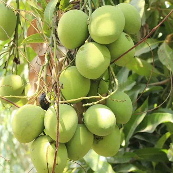 Langra_Grafted_Mango_Plant_Live_Plant_For_Home_Garden