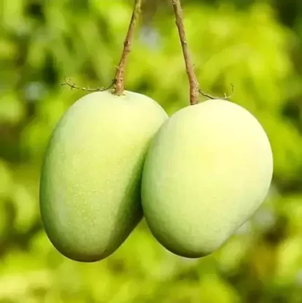 Langra_Grafted_Mango_Plant_Live_Plant_For_Home_Garden