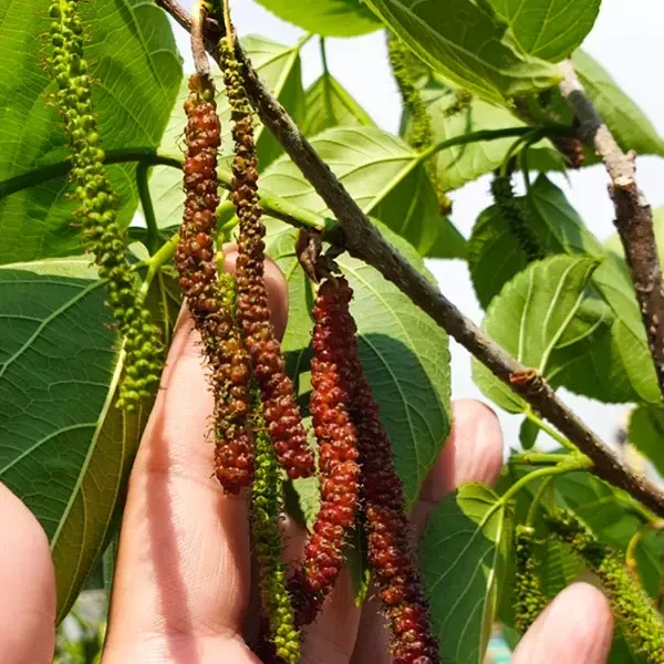 Long_Mall_Beriye_Grafted_Plant_For_Home_Garden