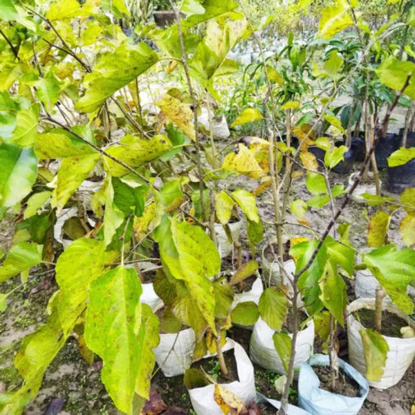 Long_Mall_Beriye_Grafted_Plant_For_Home_Garden