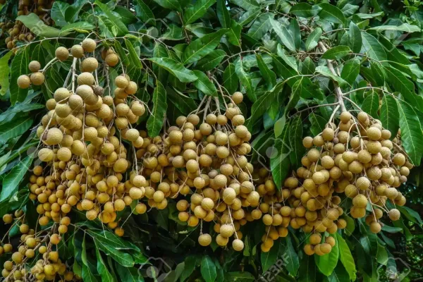 Longan_Grafted_Fruit_Plant_Live_Plant_For_Home_Garden