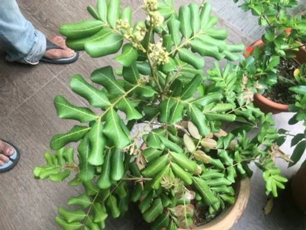 Longan_Grafted_Fruit_Plant_Live_Plant_For_Home_Garden