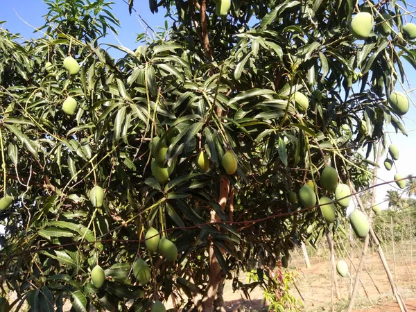 Mallika_Grafted_Mango_Plant__For_Home_Garden