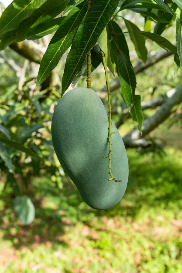 Mallika_Grafted_Mango_Plant__For_Home_Garden