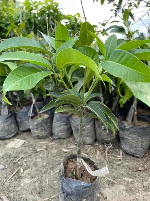 Mallika_Grafted_Mango_Plant__For_Home_Garden