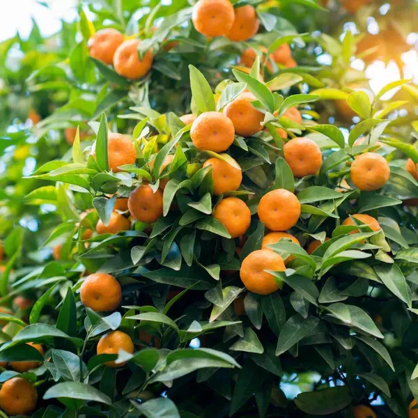 Mandarin_Orange_Fruit_Plant_Live_Plant_For_Home_Garden