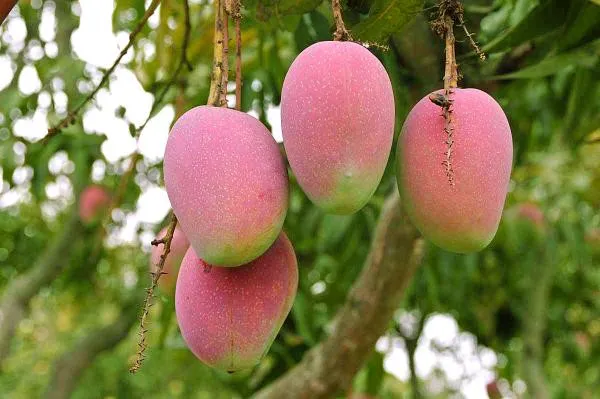Suvarnarekha_Grafted_Mango_Plant_Live_Plant_For_Home_Garden