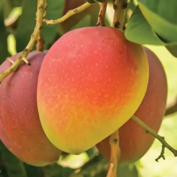 Suvarnarekha_Grafted_Mango_Plant_Live_Plant_For_Home_Garden