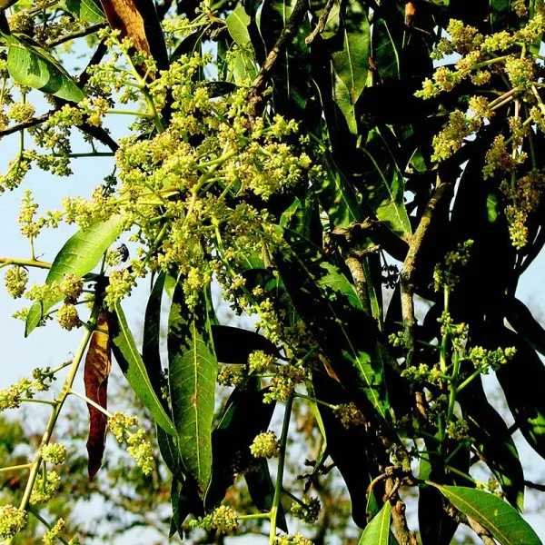 Suvarnarekha_Grafted_Mango_Plant_Live_Plant_For_Home_Garden