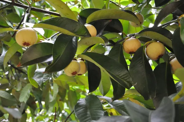 Mangosteen_Fruit_Plant_For_Home_Garden