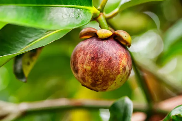Mangosteen_Fruit_Plant_For_Home_Garden