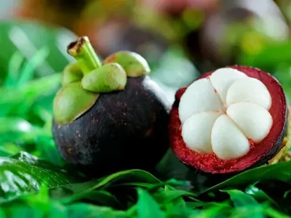 Mangosteen_Fruit_Plant_For_Home_Garden