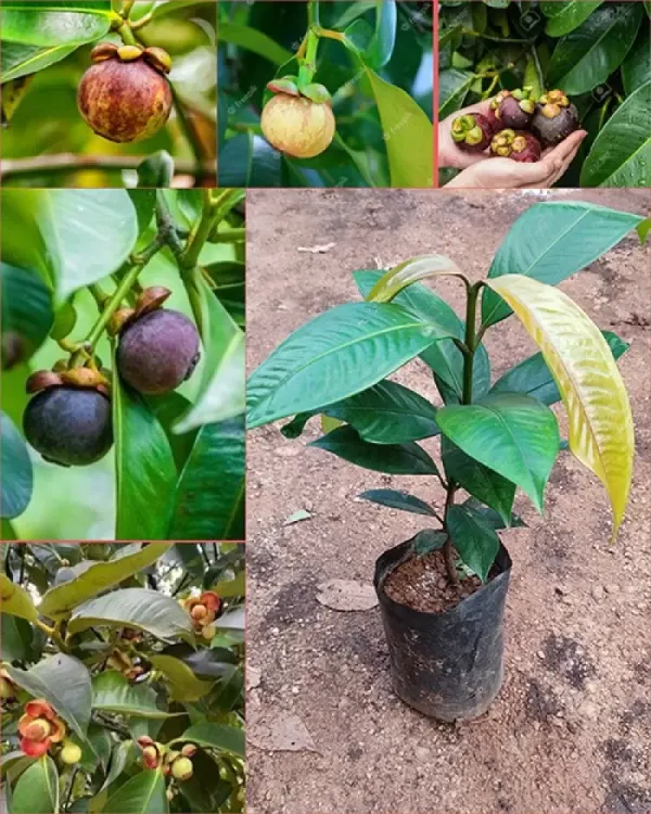 Mangosteen_Fruit_Plant_For_Home_Garden