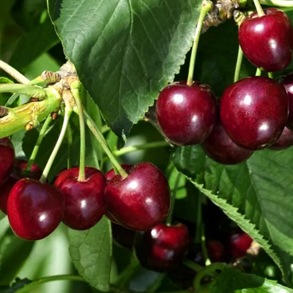 Manila_Cherry_Fruit_Plant_Live_Plant_For_Home_Garden
