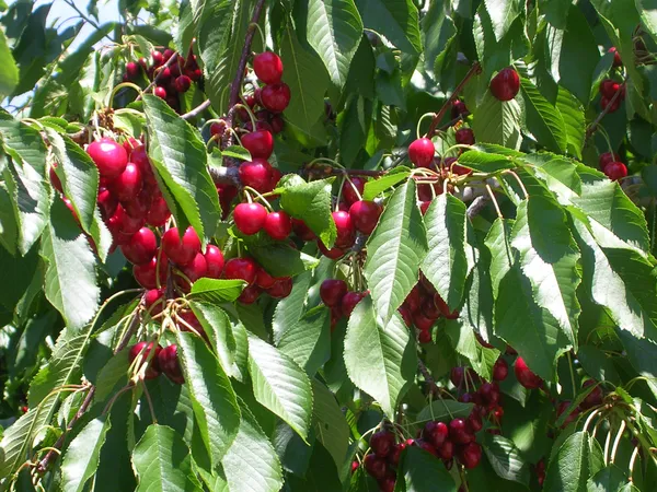 Manila_Cherry_Fruit_Plant_Live_Plant_For_Home_Garden
