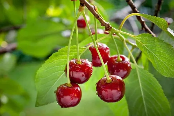 Manila_Cherry_Fruit_Plant_Live_Plant_For_Home_Garden