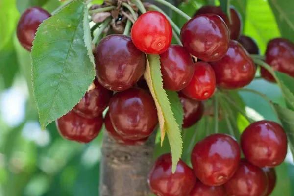Manila_Cherry_Fruit_Plant_Live_Plant_For_Home_Garden