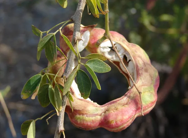 Manila_Tamarind_(Khoi_Fol)_Fruit_Plant_For_Home_Garden