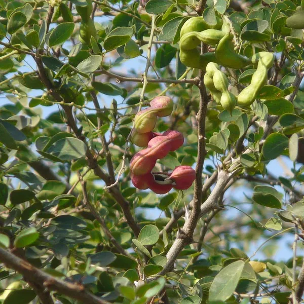Manila_Tamarind_(Khoi_Fol)_Fruit_Plant_For_Home_Garden