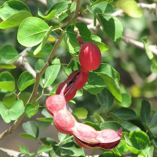 Manila_Tamarind_(Khoi_Fol)_Fruit_Plant_For_Home_Garden
