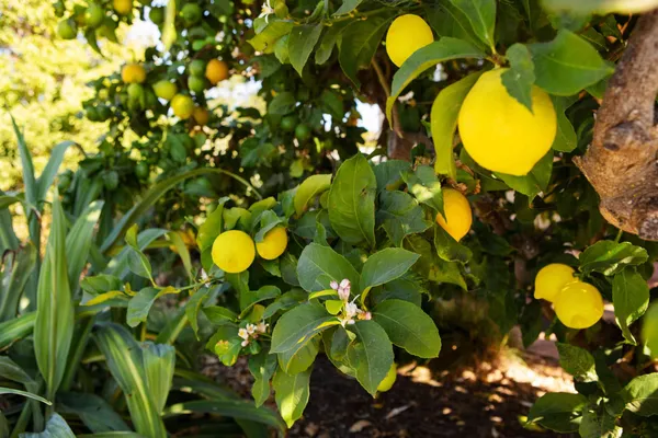 Meyer_Lemon_Plant_Live_Plant_For_Home_Garden