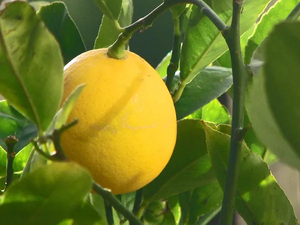 Meyer_Lemon_Plant_Live_Plant_For_Home_Garden
