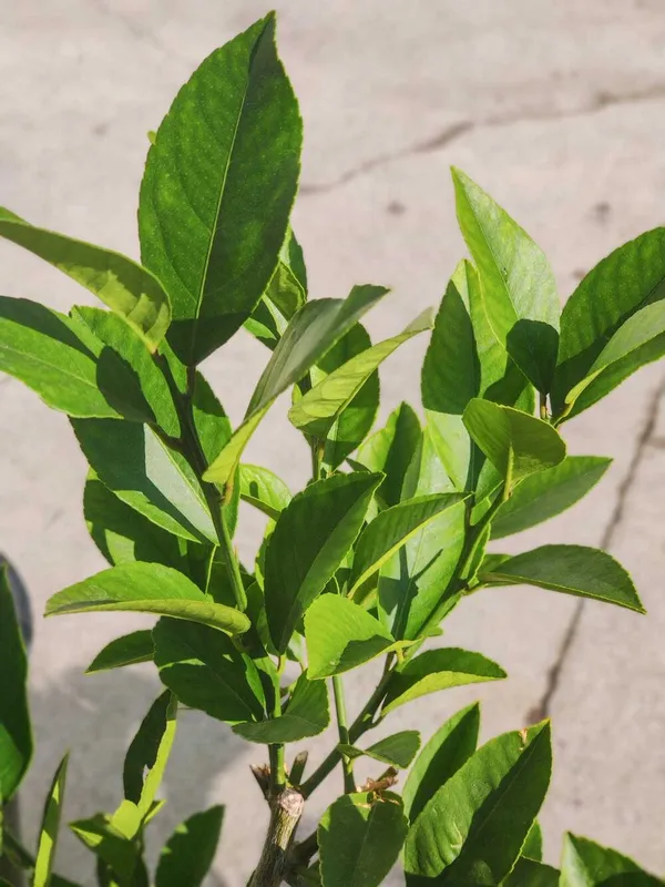 Meyer_Lemon_Plant_Live_Plant_For_Home_Garden