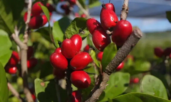 Miracle_Fruit_Plant_For_Home_Garden