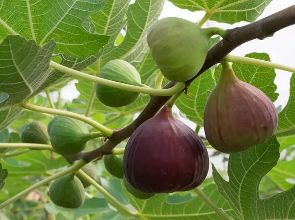 Mission_Fig_Fruit_Plant_Live_Plant_For_Home_Garden
