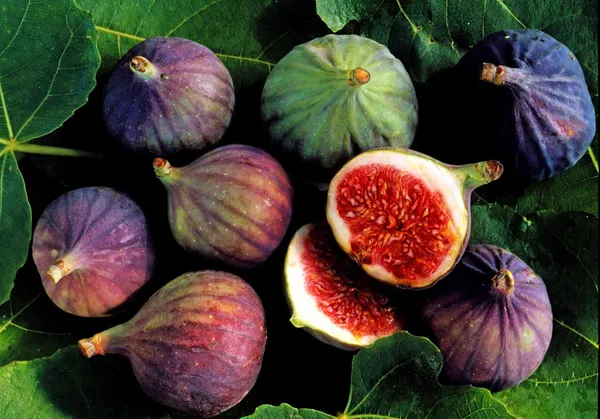 Mission_Fig_Fruit_Plant_Live_Plant_For_Home_Garden