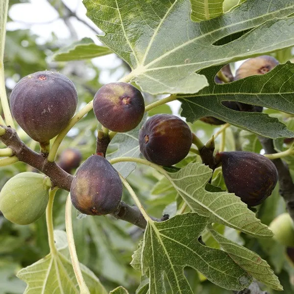 Mission_Fig_Fruit_Plant_Live_Plant_For_Home_Garden