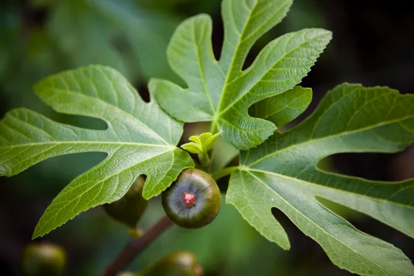 Mission_Fig_Fruit_Plant_Live_Plant_For_Home_Garden